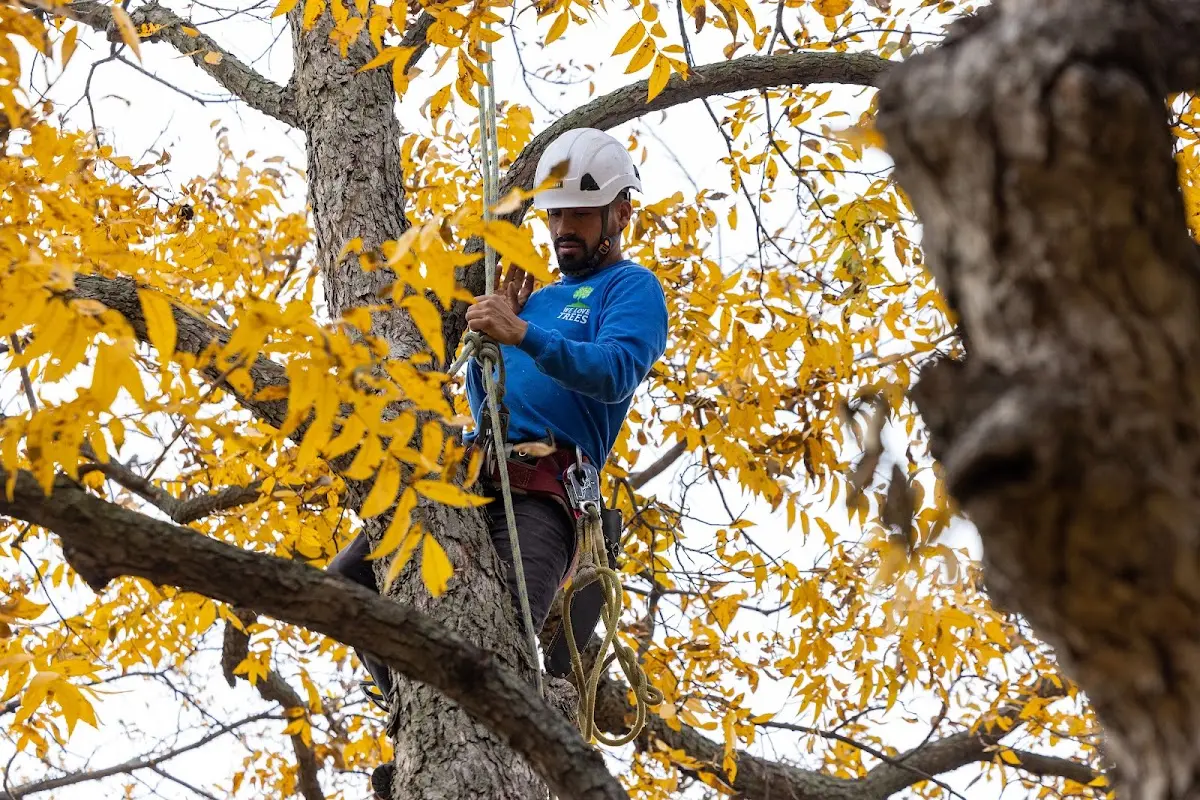 Skilled Tree Trimming crew working in Meadow Lands