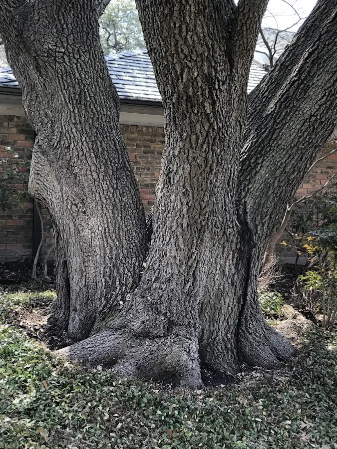 Mature heritage tree close to a Meadow Lands property cared for by certified arborists